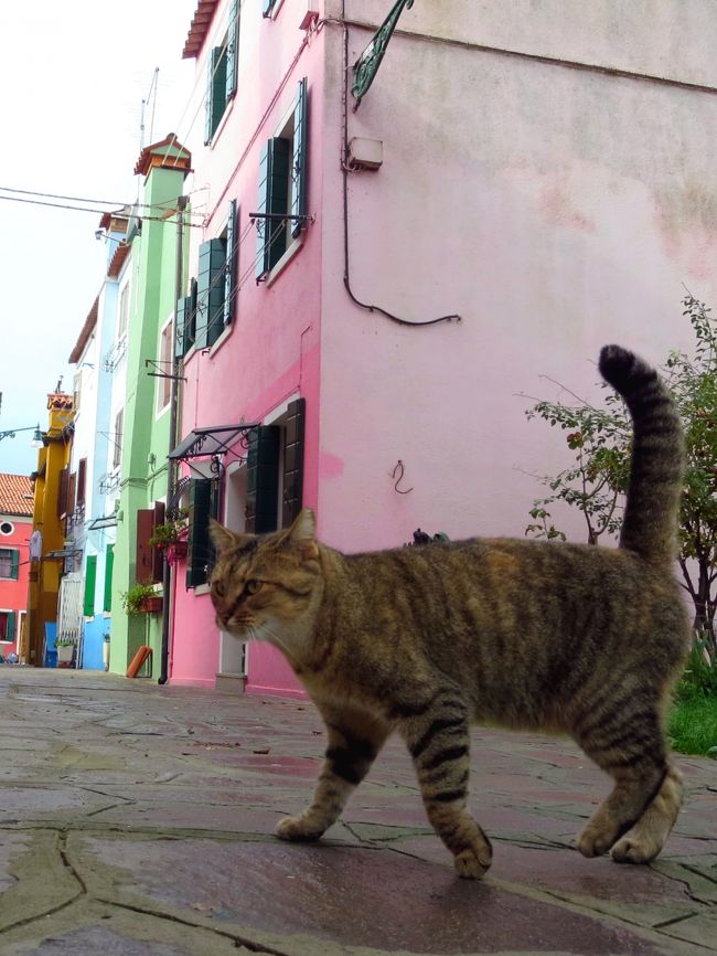 愛猫を日本に残し、憧れのイタリアへ！<br />自由気ままに街歩き三昧してきました♪<br /><br />６日目はベネチアの離島へ。<br />カラフルな家々が可愛いブラーノ島では<br />イタリア猫たちとの出逢いもあり、<br />この旅一番のお気に入りの場所になりました♪<br /><br />〜旅の事前準備〜<br />・映画「ツーリスト」鑑賞<br /><br />□１日目：成田→アムステルダム乗継→ローマ<br />□２日目：ローマ<br />□３日目：ローマ（ヴァチカン）<br />□４日目：フィレンツェ（ピサ）<br />□５日目：フィレンツェ→ベネチア<br />■６日目：ベネチア（ブラーノ島・ムラーノ島）<br />□７日目：ベネチア→アムステルダム乗継<br />□８日目：成田 