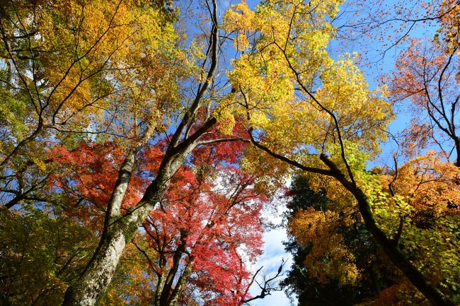 箱根の紅葉情報を旅行記の順番を変更してお知らせします。<br /><br />昨日の箱根仙石原長安寺の紅葉の様子。<br /><br />ここは、木が大きいので、紅葉を見上げる形になりますが、それが圧巻。<br />また、お天気がいいと、キラキラと輝き、とても綺麗です。<br /><br />まさに今が、見ごろですので、お立ち寄りください。<br /><br />まだ、箱根滞在中ですが、取り急ぎアップします。