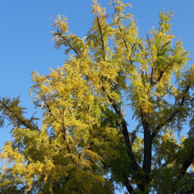 京都御苑の北西の一角に大銀杏があります。立派な銀杏で毎年ご挨拶に訪れています。ことしもまっ黄色の葉を見ることができました。でも，数年前に比べ，だんだん木の元気がなくなっているような気がするのですが。。。