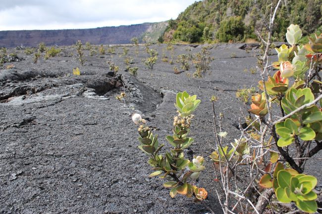 本日はこの旅行の大きな楽しみの1つ、キラウエアトレッキング！<br /><br />キラウエア火山にはいくつもトレッキングコースがあり、<br />2歳児と一緒に歩けそうで、おもしろそうなコースはどこか…。<br />こちらのサイトを参考にして候補を2つ挙げました。<br />「あろは村」http://www.alohamura.sakura.ne.jp/<br /><br />候補は以下の2つ。<br />■アースクエイクトレイル（1周4.0km）短い距離だけど、キラウエアカルデラを歩けるコース<br />■ナパウトレイル（往復3.2km）距離が適度で展望台からは360度の大パノラマが最高なコース<br /><br />歩きたいのはキラウエアカルデラだけど、<br />4kmか…、2歳の息子に大丈夫かなと迷った末…アースクエイクトレイルに決定！！<br /><br />往復ではなく1周のコースで、違うところを最後まで歩けるし、<br />やっぱりせっかくだからカルデラを歩いてみたい！！<br /><br />2歳の息子との初のトレッキング、どうなることでしょ〜<br /><br />♪スケジュール♪<br /><br />11/8　出国〜ハワイ島到着 [ボルケーノ泊] <br />http://4travel.jp/travelogue/10832302<br />11/9　キラウエアトレッキング　[ボルケーノ泊] <br />http://4travel.jp/travelogue/10832304<br />11/10　北回り・ワイメア経由でコハラコーストへ　[ワイコロア泊] <br />http://4travel.jp/travelogue/10832305<br />11/11　ビーチ＆コハラマウンテンを越えてカパアウへ　[ワイコロア泊] <br />http://4travel.jp/travelogue/10832308<br />11/12　ヒルトンのプールへ　[ワイコロア泊] <br />http://4travel.jp/travelogue/10832309<br />11/13　ワイコロアビーチリゾート内でのんびり[ワイコロア泊] <br />http://4travel.jp/travelogue/10832310<br />11/14　ワイコロアビーチリゾート内でのんびり[ワイコロア泊] <br />http://4travel.jp/travelogue/10832311<br />11/15　出国　[機内泊] <br />http://4travel.jp/travelogue/10832313<br />11/16　帰国<br />