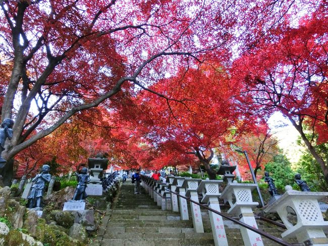 フリーキップで大山と飯山白山森林公園の両方を歩こうかと思っていたのだが<br />KINも付いていくというので計画縮小。<br />その代わりカシオEX-ZR1000 カメラの性能試験をしてこようか。