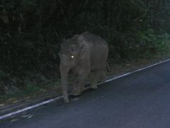 イサーンの旅（その2　カオヤイ他）