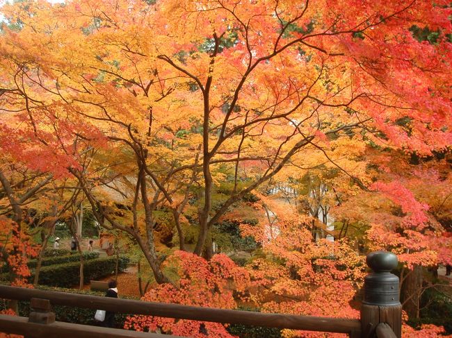 京都の庭園の中で、私の好きな紅葉の名所10箇所を、1庭園1枚のアルバムにまとめたものです。それぞれの庭園については、別途クチコミとして投稿しました。よろしかったらご覧ください。<br />なお、京都の紅葉のシーズンは、場所や樹種、観賞形態（日中、ライトアップ、落ち葉の絨毯）によっていろいろですが、平地では概ね11月中旬から下旬、年によっては12月上旬であるように思います。<br />土日祝日は道路が渋滞するので、できる限り、一日乗車券で地下鉄・バス併用を利用されるとよいでしょう。<br />また、3〜4人で回る時は、タクシーワリカンでもバス代合計とそれほど変わらず、時間の節約になることもあります。<br />いっぽう、平日の朝でしたら、どこでもかなり空いています。<br />あまり欲張らず、午前２箇所、午後２箇所、ライトアップ１箇所程度でゆっくりされることをオススメします。<br /><br />