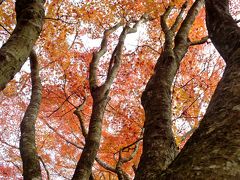 見ごろを迎えた篠山・王地山公園もみじ谷の紅葉