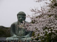 桜と猫を訪ねて鎌倉・江の島へ　ついでに千鳥ヶ淵で夜桜鑑賞