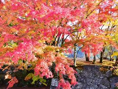 岡城跡の紅葉