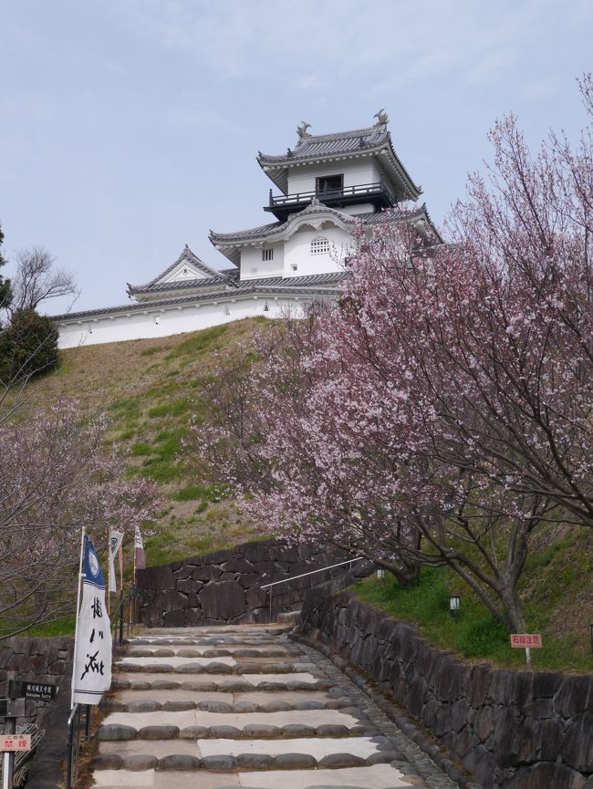 桜咲く日本の城を見に静岡を訪れました。<br /><br />あいにくの曇り空でしたが、桜もお城も堪能しました。