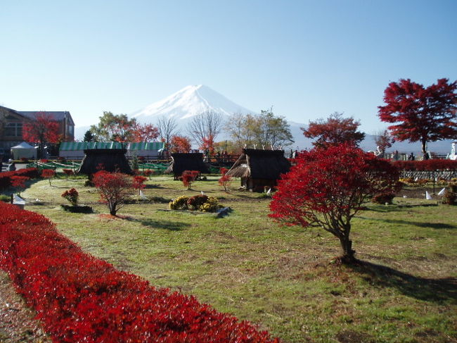 　自宅(静岡県駿東郡清水町)から富士山が見えますが、紅葉を求めて、山梨県経由で、長野県諏訪まで1泊2日の小旅行に出かけました。<br />　刻々と変わる富士山の形(見る角度によって違うんです)と紅葉を楽しみました。<br /><br />　11月16日(土)午前6時45分、自宅を出発しました。天気は雲一つない晴天。高速は早くて良いのですが、景色を楽しみながら、一般道を通って行きました。<br />　静岡県御殿場を通過し、山梨県との境の『篭坂峠』を通過。気温は0度。窓を開けると、涼しいを通り越し、寒いと感じました。<br />　山中湖畔の紅葉はピークを過ぎ、茶色になったり、葉を落としたりしていました。<br />　続いて河口湖に8時半頃に到着。こちらは、数日前にテレビ朝日朝の番組の『依田さん中継(お天気情報)』で紹介されていましたが、湖畔と『紅葉回廊』の紅葉がとてもきれいでした。もみじ祭は、今月いっぱいまでとのこと。紅葉だけでなく、地場産品も売られていて、食べたり楽しんだりすることもできます。<br />　山梨から長野へは国道20号をひたすら走りました。途中『道の駅　白州』に立ち寄りました。新鮮な地元野菜や果物が売られていて、市価よりも安く買えます。ここからは富士山は見えませんが、南アルプスを見ることができます。<br />　山梨から長野県へ。昼食は、原村の『山の幸』。蕎麦の店ですが、ここでのお薦めは、『山の幸定食』。蕎麦の他、炊き込みご飯や天ぷらなどが1050円で食べられます。秋には『きのこ蕎麦』も捨てがたく、こちらも注文してしまいました。<br />　続いて、紅葉の名所、茅野市の長円寺へ。駐車場が空いていたので(ラッキー)と思ったのですが、理由は簡単。紅葉のピークが過ぎていたからでした。それでも、イチョウや紅葉の葉が地面を覆い、残った赤い葉とお地蔵様が何とも良い感じでした。<br />　ホテルにチェックインする前に、『Big(イオン系列のスーパー)茅野店』へ。ここにはどこでも買えるものの他、信州特産の野沢菜やこの時期だとリンゴなどが、スーパー価格で買えるので、よく利用します。<br />　チェックインには少し早かったので、諏訪湖畔の『原田泰治美術館』に立ち寄りました。今は、原田氏の描いた絵を『食べる』と言う視点で展示した企画展と、原田氏の絵をパッチワークで表したコンテストが行われていました。<br />　午後3時頃、宿泊する諏訪湖畔のホテル『紅や』に到着。展望風呂でのんびりと身体を休めました。夕食は、イタリアンバイキング。地元食材も使っていて、なかなか良かったです。<br />　11月17日(日)、一昨年たまたま通りがかりに見つけた六斗橋近くの『六斗農園』に寄り、事前にお願いしてあったりんごを購入。「サンふじ」は実が固いのですが味はとても良くて、美味しいです。リンゴ畑を見せてもらうと、輪切りにされたリンゴが並べてありました。不思議に思って質問すると、「中の蜜の入り具合を見ているんです。」とのことでした。<br />　このあとたまたまホテルに置いてあったチラシの信州味噌の『秋の蔵祭り(丸井伊藤商店・茅野市宮川)』に寄りました。500円の味噌詰め放題に挑戦し、2.7kgの味噌をゲットしました(通常1kg700円だそうです)。無料のきのこ汁と甘酒もいただいて、、暖まりました。<br />　このあとは、行きと逆のルートで家に向かいました。<br />　紅葉はピークを過ぎていたところもありましたが、河口湖の紅葉回廊はきれいだったし、原田泰治美術館では日本の原風景で心癒されたし、ホテルで温泉と食事でリフレッシュできたし、美味しいリンゴも購入できたし、たまたまでしたが味噌蔵での体験もできたし、のんびり+充実した2日間でした。