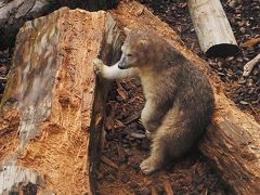 シロクマを愛でに再び～男鹿水族館編～。