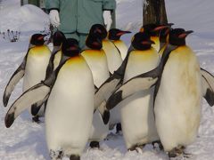 ペンギンの散歩と、美瑛の丘巡り