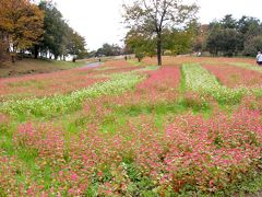 Japan　昭和記念公園　2013　はじめての赤い蕎麦畑　～ミツバチばあやの冒険～