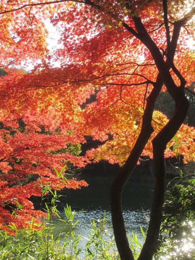 狭山公園宅部池のモミジ　2013.11.19　14：48<br /><br />一年を通して走っているサイクリングコースである狭山湖と多摩湖自転車道の紅葉が見頃となりました。<br />昨年は12月1日に撮影して公開しましたが、今年は早すぎるのを承知の上でサイクリングを主目的に行って来ました。<br />この日は快晴で風はほとんどなく、気温は17〜18℃、絶好のサイクリング日和でした。<br />空気が澄んでいたため、狭山湖堰堤からは東京スカイツリーがよく見えました。<br /><br />紅葉は全体的には1週間早すぎましたが、何箇所かは見頃だったので、しばしペダルを休めて撮影に熱中してしまいました。<br /><br />紅葉そのものの説明は要らないと思いますので、場所だけ簡単に記載します。<br />紅葉もナマものなので写真が枯葉にならないうちに、急ぎ編集・公開することにしました。<br />全国の紅葉・黄葉の名所と比べるほどのものではありませんが、身近な秋の風景を紹介します。<br /><br />狭山公園では人懐こい野良猫?にすり寄られてしまい、猫好きの私はたっぷりと癒されました。<br /><br />狭山公園について。<br />http://www.sayamaparks.com/sayama/<br />狭山公園は、都立狭山自然公園の区域内にあり、武蔵野の里山の風景や自然が今も色濃く残っています。都民の水がめである多摩湖（村山貯水池）の堰堤の東側に広がり、雑木林の中に宅部（たっちゃん）池や太陽広場などがあります。園内にはソメイヨシノ、ヤマザクラ、サトザクラ等の桜が植えられており、趣の異なる品種を堪能できます。宅部池周辺のイロハモミジ、ハナミズキは新緑の頃と秋の紅葉の美しさは格別です。<br />問合せ先狭山公園パークセンター（管理所）<br />TEL 042-393-0154<br />（開館時間 9:00 〜17:00、休館日は年末年始）所在地〒 189-0026<br />東京都東村山市多摩湖町3-17-19 <br />撮影CANON PowerShot A2300<br />新鮮なうちに撮りたてをその日のうちに公開します。<br />2013.11.19　22：28<br />　　◇　　　　　◇　　　　　◇<br />11月28日<br />好天に誘われ、2度目のモミジ見物に武蔵村山市の野山北公園へ行って来ました。<br />カタクリの里でよく知られた公園で、モミジの木がたくさんあってこの季節を待っていました。<br /><br />撮影CANON EOS40D EF-S17/85<br /><br />野山北・六道山公園インフォメーションセンター（管理所)<br />TEL 042-531-2325<br />http://www.sayamaparks.com/noyama/<br />所在地〒 208-0032<br />東京都武蔵村山市三ツ木4-2<br /><br />参考：同じ地域の昨年の紅葉です。<br />狭山湖・多摩湖の紅葉　2012　Autnmn color in Lake Sayama/Lake Tam　http://4travel.jp/traveler/810766/album/10731098/<br /><br />&lt;a href=&quot;http://blog.with2.net/link.php?1581210&quot;&gt;人気ブログランキングへ&lt;/a&gt;<br />