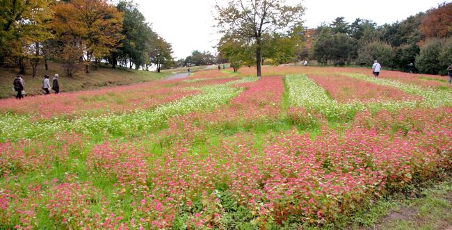 Japan　昭和記念公園　2013　はじめての赤い蕎麦畑　～ミツバチばあやの冒険～
