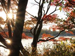 昭和記念公園ファン倶楽部コミュ・オフ会の紅葉・黄葉リレー（後編）恒例のピクニックから、大混雑の日本庭園はちょこっと～日暮れ時のカナールのイチョウ並木