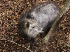 秋の埼玉こども動物自然公園で癒しの動物たち＆ちょっとだけ紅葉も愛でる（前編）キリンのジルくんや恐竜コーナーと初めて会えたニホンカモシカたち