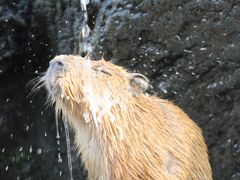 秋の埼玉こども動物自然公園で癒しの動物たち＆ちょっとだけ紅葉も愛でる（後編）カピバラの赤ちゃんに夢中になり、本命のレッサーパンダは最後の１時間だけ～レッサーパンダの赤ちゃんの名前投票最終日