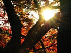 Japan　昭和記念公園ファン倶楽部 紅葉オフ会　2013　～ミツバチばあやの冒険～