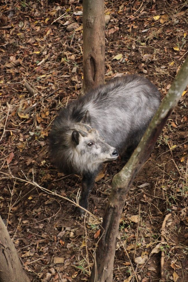 またまたやって来ました、埼玉こども動物自然公園！<br />先月10月19日にじっくり過ごしたばかりなのに、ひと月もおかずにやって来たのは、レッサーパンダの赤ちゃんの名前投票がしたかったのと、飼育員さんが撮った今年2013年生まれの赤ちゃんの写真12枚を使用したオリジナル・カレンダーを買いたかったため、それから先月見に行き損ねたカピバラの赤ちゃんに会いたかったためです。<br />もちろん、レッサーパンダとの再会も楽しみです！<br /><br />でも本日は、すばらしい秋晴れの紅葉日和。<br />森林公園につながる比企丘陵に広がるこの動物園でなら、きっと紅葉と動物の両方を欲張れるはず───！<br />と期待した紅葉は、今年はいまいち、あるいは場所によってはまだこれからだったようで、期待していたほどではなかったなかったのですが、それでも、できるだけ園内の紅葉も同時に楽しむようにしました。<br />いや、見事な紅葉・黄葉の木が一本でもあれば、自然に目が向いちゃいますって。<br /><br />今日は、昨日の昭和記念公園ファン倶楽部の紅葉オフ会と土日続けて出かけることになったので、自宅を出たのは10時半すぎのスロースタート。<br />それでも１時間とかからずに着いてしまう近さとアクセスの便の良さはほんとにありがたいです。今年９回来園という記録を作った要因に間違いなく含まれます。<br />でも、時間と体力の温存のため、今回初めてですが、園内バス「彩ぽっぽ」を利用しました。<br />駐車場が満車で、ふだんは人の気配もないようなところですら誰かしらいた、動物園日和でもあった本日。<br />始発地点で乗ったおかげで「彩ぽっぽ」になんとか乗り込み、正門から一番奥にあるシカとカモシカの谷までショートカット！<br />シカとカモシカの谷は２度目ですが、２頭のニホンカモシカたちに初めて会うことができました。<br /><br />＜紅葉日和に出かけた埼玉こども動物自然公園の旅行記のシリーズ構成＞<br />■（前編）キリンのジルくんや恐竜コーナーと初めて会えたカモシカたち<br />□（後編）カピバラの赤ちゃんに夢中になり、本命のレッサーパンダは最後の１時間だけ〜レッサーパンダの赤ちゃんの名前投票最終日<br /><br />埼玉こども動物自然公園の公式サイト<br />http://www.shinrin-koen.go.jp/<br /><br />＜タイムメモ＞<br />10:35頃　家を出る<br />11:15　埼玉こども動物自然公園に入園<br />11:30〜11:40　シマウマとキリン<br />11:45〜11:55　園内バス「彩ぽっぽ」に乗車<br />12:00〜12:25　恐竜コーナー<br />12:45〜13:30　シカとカモシカの谷＆コバトンロード<br />13:40〜14:40　ワラビーとカピバラ＆温泉<br />15:20〜16:25　レッサーパンダ＆赤ちゃんの名前投票<br />　（ミンミン・ハナビちゃん・リリィちゃんと双子の赤ちゃん）<br />16:30頃　動物園を出る<br /><br />埼玉こども動物自然公園を含め、これまでの動物園の旅行記は目次を作成しました。<br />「動物／動物園と水族館の旅行記〜レッサーパンダ大好き〜　目次」<br />http://4travel.jp/traveler/traveler-mami/album/10744070/<br />