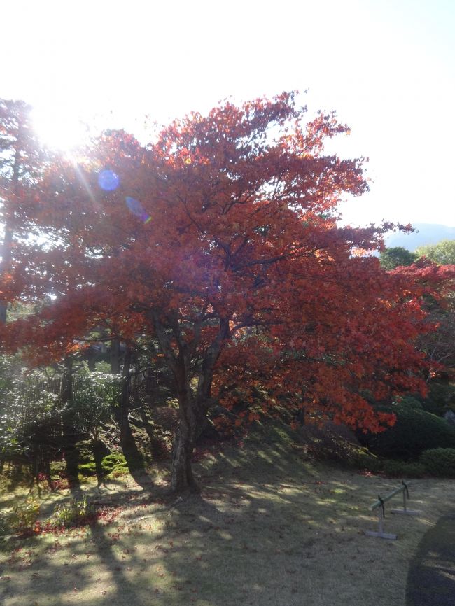 紅葉のきれいな時期に箱根なんてとっても混んでるんじゃないかと思いつつも、旦那様のお母様を初めて旅行に招待するんだからいい時期に連れっててあげたいし・・・。<br />何て悩んでいたけどとりあえず予約しちゃえってことで、１０年ぶりに箱根へ〜<br /><br />仙石原リ・カーブ箱根に宿泊。６０?の広い和洋室を予約。（楽天トラベルより）<br />大人３人　１人１３０００円<br />子供食事のみ　１人３１５０円（その他別途入湯税やドリンク代）