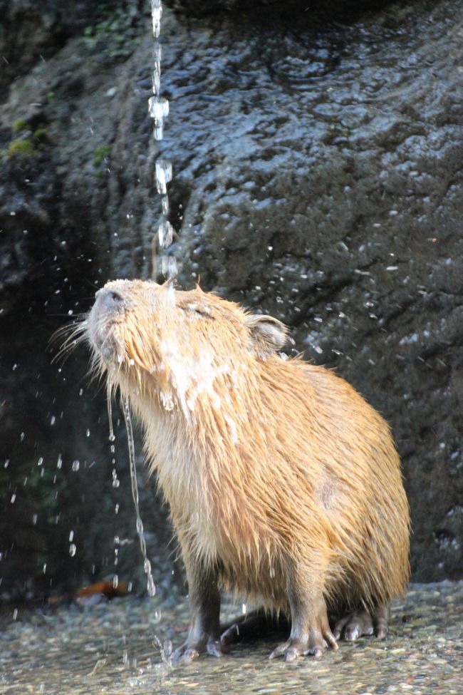 またまたやって来ました、埼玉こども動物自然公園！<br />先月10月19日にじっくり過ごしたばかりなのに、ひと月もおかずにやって来た目的は３つありました。<br />レッサーパンダの赤ちゃんの名前投票（記名式）、飼育員さんが撮った今年2013年生まれの赤ちゃんの写真が使われたオリジナル・カレンダーのゲット、それからカピバラの赤ちゃん！<br />もちろん、どれもばっちり叶いました。<br /><br />今回は、園内バス「彩ぽっぽ」でショートカットし、いつも真っ先に向かうレッサーパンダ舎を１回素通りして、正門から一番遠いシカとカモシカの谷からコバトンロードを通って東園にやって来ました。<br />そこで真っ先に向かったのはワラビーとカピバラ舎。<br />カピバラのごはんタイムに居合わせることができました。<br />しかも、ちょうど前日の11月16日からカピバラ温泉が始まっていて、大人のカピバラが１匹しか温泉に入らなかったので、８月生まれの子供たちと10月生まれの赤ちゃんたちが温泉の中ではしゃいでいました@<br />打たせ湯にも気持ちよさそうに打たれていて、ほんと冬は、カピバラも見応えがあると思いました。<br />もっとも、カピバラたちは、ほんとはアマゾンに生息する動物なので、レッサーパンダとは反対に冬は苦手でしょうけどね。<br /><br />レッサーパンダは、ナツちゃんの赤ちゃんは午前展示なので会えませんでしたが、リリィちゃんと双子ちゃん、それから屋外ではミンミンとハナビちゃんがいました。<br />ここしばらく屋外レッサーはミンミンとハナビちゃんペア続きなのですが、それでもやっぱり可愛くて、癒されます。飽きずに写真を撮りたくなります。<br />夕食が欲しいからか、たぶんハナビちゃんの方だと思うのですが、ぴいぴいと可愛らしい鳴き声がよく聞こえました。<br /><br />今回、レッサーパンダのためにとっておいた時間は閉園までの最後の一時間余りだったので、特にりんごタイムなどがない埼玉こども動物自然公園では時間が足りず、手元に残ったのはピントの甘い写真ばかりになってしまいました。<br />でも、リリィちゃんの赤ちゃんたちの元気の良い姿のごく一部は写真に収められたと思います。<br />リリィちゃんの双子ちゃんは、先月よりも元気でやんちゃでした。<br />おぼつかないながら天井をめざしてなんにもつかまらずにたっちもしていましたし、もう笹も食べられるようになっていました。<br /><br />後編のこの旅行記は、思いっきりカピバラとレッサーパンダの写真だらけです@<br /><br />＜紅葉日和に出かけた埼玉こども動物自然公園の旅行記のシリーズ構成＞<br />□（前編）キリンのジルくんや恐竜コーナーと初めて会えたカモシカたち<br />■（後編）カピバラの赤ちゃんに夢中になり、本命のレッサーパンダは最後の１時間だけ～レッサーパンダの赤ちゃんの名前投票最終日<br /><br />埼玉こども動物自然公園の公式サイト<br />http://www.shinrin-koen.go.jp/<br /><br />＜タイムメモ＞<br />10:35頃　家を出る<br />11:15　埼玉こども動物自然公園に入園<br />11:30～11:40　シマウマとキリン<br />11:45～11:55　園内バス「彩ぽっぽ」に乗車<br />12:00～12:25　恐竜コーナー<br />12:45～13:30　シカとカモシカの谷＆コバトンロード<br />13:40～14:40　ワラビーとカピバラ＆温泉<br />15:20～16:25　レッサーパンダ＆赤ちゃんの名前投票<br />　（ミンミン・ハナビちゃん・リリィちゃんと双子の赤ちゃん）<br />16:30頃　動物園を出る<br /><br />埼玉こども動物自然公園を含め、これまでの動物園の旅行記は目次を作成しました。<br />?「動物／動物園と水族館の旅行記～レッサーパンダ大好き～　目次」?<br />http://4travel.jp/traveler/traveler-mami/album/10744070/<br />