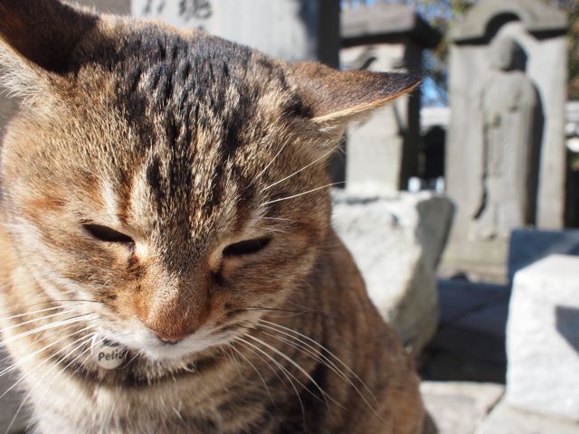 ほんのちょっと時間が有ったので<br />猫が居ると聞いた事のある<br />鎌倉のお寺へ行って来ました。<br /><br />細切れの時間ながら猫とたくさん戯れて<br />結構楽しめた一日でした。<br /><br />写真はデコ撫で待ちの猫。