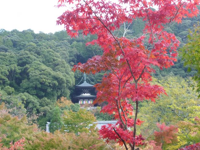 妹と京都旅行２日目です。<br /><br />本日の予定は、洛東のお寺巡りと、、、<br />あとはお食事山元麺蔵とわらび餅の茶寮宝泉です。<br />これ、あくまで予定ですよ！！<br /><br />では、今日も元気に出掛けます～～♪<br /><br /><br /><br /><br />[日程]<br />11/4(月)<br />ホテルチェックイン、そして昼食ラ・カシエット<br />vol.1 http://4travel.jp/traveler/travel-go/album/10829579<br />お寺巡り　蓮華寺、詩仙堂、金福寺＆一乗寺中谷<br />vol.2 http://4travel.jp/traveler/travel-go/album/10829581<br />お茶カフェ・ヴェルディ＆夕食豆水楼そして青蓮院ライトアップ<br />vol.3 https://ssl.4travel.jp/tcs/t/editalbum/edit/10829757/　<br />11/5(火)<br />★お寺巡り　永観堂禅林寺、金戒光明寺、真如堂<br />vol.4 http://4travel.jp/traveler/travel-go/album/10833208<br />昼食権太呂＆茶寮宝泉<br />vol.5 http://4travel.jp/traveler/travel-go/album/10833210