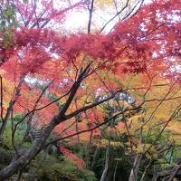 そうだ京都に行こう（紅葉狩り・嵯峨野）