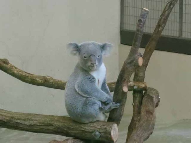 　東京の多摩地域にある広大な敷地の動物園、多摩動物園に行って来ました。<br />電車で都心方面から行くのなら、京王線にのっていくと便利だと思います。<br />東京には上野にも動物園があるけれど、パンダがいる事は魅力だけど、ちょっと狭苦しい。<br />ピクニック気分で行くならば、広々としたこの多摩動物園が向いてる。<br />山岳地域にあるので、園内は坂が多いので、一日遊ぶと、筋肉痛になりそう。