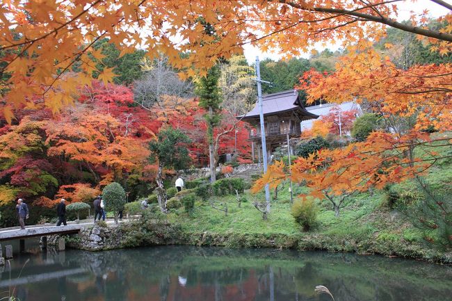 紅葉シーズン真っ盛り。<br />平日にもかかわらず休暇が取れたので、昨年行ってとてもきれいだった篠山の洞光寺と、少し離れていますが山崎の最上山公園に出かけてきました。<br />天気予報では、晴れだったのに現地に着くとあいにくの曇り空。<br />でも、紅葉は2カ所ともとてもきれいでした。