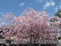 2010 2回目の桜旅   近江八幡 日牟禮ビレッジ 大津  2