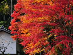 惜しみながら金剛輪寺の紅葉、更に続く紅葉の旅～