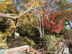 紅葉の中、気持ち良い散歩なら…玉川上水遊歩道！ 