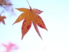 昭和記念公園ファン倶楽部の紅葉オフ会２０１３