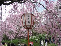 2010 2回目の桜旅  京都 原谷苑 蓮華寺 なかひがし クチネーリア 3