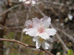 四季桜を見に小原まで。こんなにたくさん四季桜が咲いているとは思わなかった。