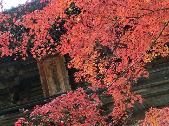 2013年の京都(紅葉狩り)旅行記録です。<br /><br />11/16：高尾・泉涌寺<br />11/23：嵯峨野・東福寺