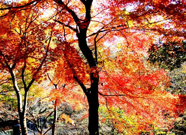 前日の15日の日光散策が残念な雨でした。<br />しかもその紅葉散策でデジカメを壊してしまったのです。／(-_-)\<br /><br />今朝から天候に恵まれて、是非紅葉を見ようと主人と出かけました。<br />国道400号を那須塩原の関谷から塩原温泉へと向かいました。もう11時頃でしたがまだ車も少なくて快適です。<br /><br />吊り橋の先に去年新しくトンネルが出来ましたが、左側の旧道へと進みます。この道路沿いが紅葉が綺麗な遊歩道や滝が有ります。<br />現在は殆ど車の往来が無いため、路肩の広い所に駐車出来ます。<br /><br />温泉の方へ進むと既に紅葉が終わっている場所も多いです。<br />今年の台風直撃の影響と早々に雪が降ってしまったからでしょうか？<br /><br />本当はとても綺麗な紅葉の名所なので残念です。