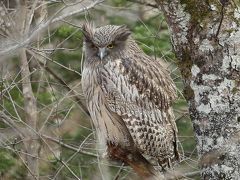 独身最後の独り旅！またしてもシマフクロウと温泉を楽しむために、今度は十勝・帯広へ