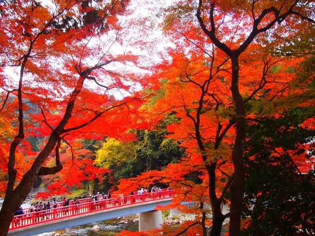 東海地区を代表する紅葉名所！<br />初めての香嵐渓（愛知県）へお友達と出掛けて来ました(^o^)<br />１週間前を予定していいましたが、どうもまだ見頃ではなさそう…<br />どうする？！１週間ずらして行こう！とワクワクしながらこの見頃の日を待ってました♪