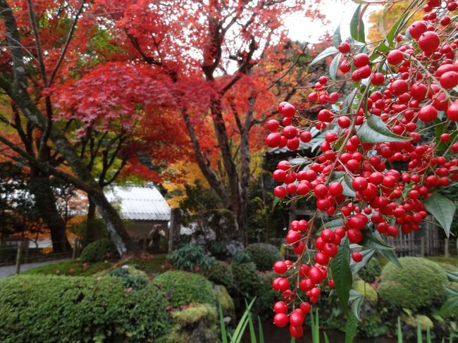 紅葉の京都へと行ってまいりました。<br />仕事の主人を放置して、実家の母と母娘旅です。<br /><br />１日目は大原周辺<br />２日目は貴船神社と鞍馬寺、南禅寺周辺と二条城、<br />３日目は金戒光明寺と真如堂、清水寺<br /><br />まずは１日目、大原へと向かいました。<br />大原では三千院、実光院、宝泉院、寂光院で紅葉を楽しみました。