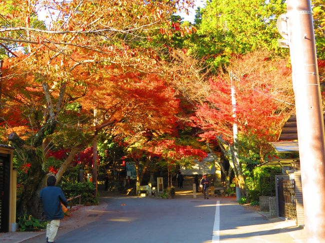 随心院〜後醍醐天皇陵〜醍醐寺〜勧修寺〜毘沙門堂　紅葉めぐりも最後になりました<br /><br />４トラの皆さんにお詫びします<br />その前に「勧修寺＆毘沙門堂の紅葉」旅行記にタイトルの間違いあり　お詫び申し上げます<br />　「勧修寺と紅葉」でした<br />毘沙門堂の紅葉を見てください<br /><br /><br /><br />表紙　　　　　毘沙門堂　参道から