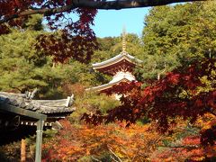 2013年　泉涌寺付近の紅葉　今熊野観音寺の紅葉は最高