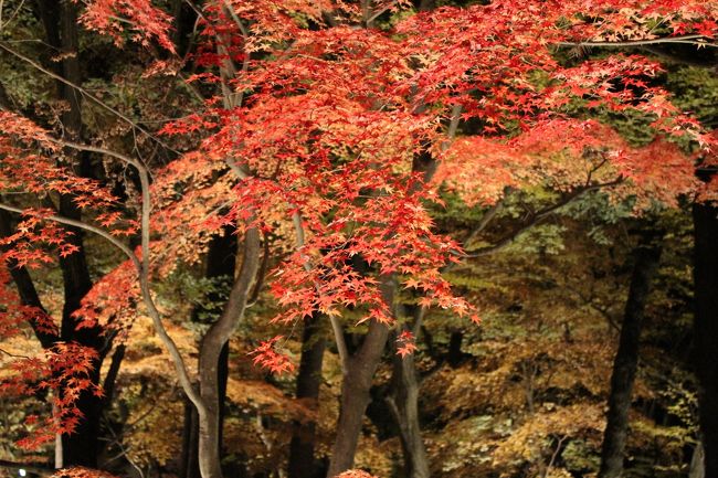 毎晩4トラ旅行記のきれいな紅葉を眺め、ため息。旦那が「きれいだね〜。どっか見に行こうか？」前日の晩、言ってきた。<br />実は、無言の圧力をかけていたんだよ〜！<br />と、言うわけで、あまり遠出はできないので、長瀞に決定！我が家から車で1時間半くらいなのと、ライトアップも行っているというので、行ってきました。<br />お天気も良く、昼間は上着がいらないくらいの暖かさ。<br />相変わらずの、詰め込み過ぎのプランで、最後は、へろへろになってましたが、とってもいい1日となりました。