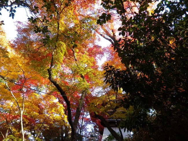 百草園の紅葉が見頃と言う新聞記事に誘われて、2013年11月23日高幡不動に紅葉狩りと洒落てみました。裏手の山は、毎年素晴らしい紅葉を楽しめるスポットです。ここは上から、横から眺める紅葉ではなく、木の下から木漏れ日越しに眺めるのが最高の場所です。11月いっぱいから12月初旬まで、まだまだ楽しめる紅葉スポットです。是非お出掛けください。お寺の境内ですから人で込み合う事も無くゆっくり楽しめると思います。写真は鐘楼の下からのもみじです。アマチュアカメラマンで毎年賑わう撮影スポットです。