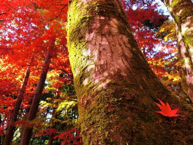 今年の紅葉は岐阜の養老公園、曽木公園、そして愛知の岩谷堂公園！<br />の予定が、諸事情により鶏足寺となりました。