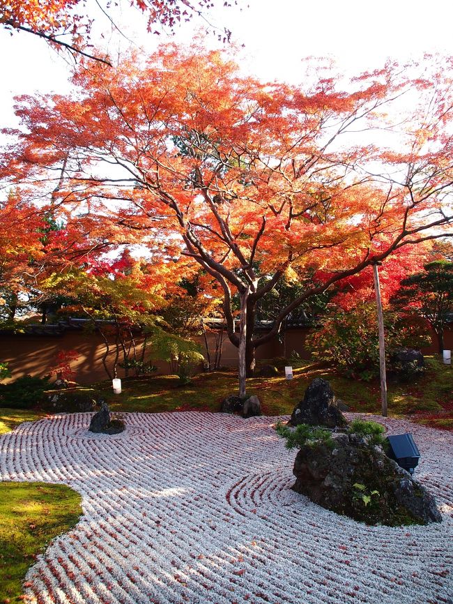 昼間の円通院の庭園紅葉と・・・円通院だけじゃない！松島紅葉ライトアップ２０１３を楽しむ！