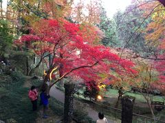 東郷神社のもみじ祭りで紅葉真っ盛り