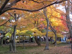 京都　東福寺の紅葉２０１３