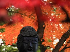 京都　紅葉めぐり～金戒光明寺、栄摂院、真如堂