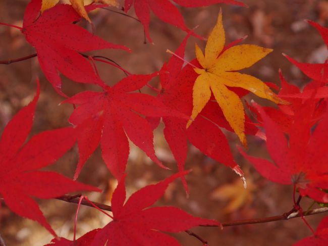 今年も紅葉を見に、小林もみじ園と興禅院を訪れました。<br />天気もよく、気持ちの良い朝。<br />ビアンキで紅葉目指して走りました。